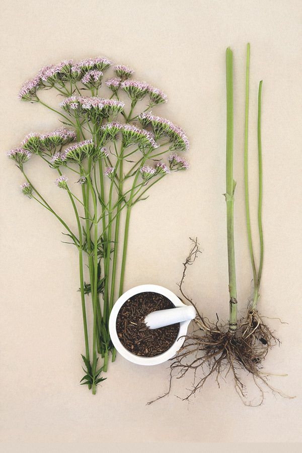 SikFuKap 息呼吸 Smells like Spells Natural Magical Incense 天然線香